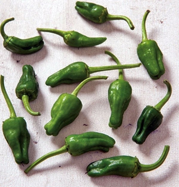 - BoxGardenSeedsLLC - Padron Hot Pepper - Peppers,Eggplants - Seeds