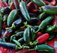- BoxGardenSeedsLLC - Jalapeno Chili Hot Pepper Heirloom Seeds - Peppers,Eggplants - Seeds