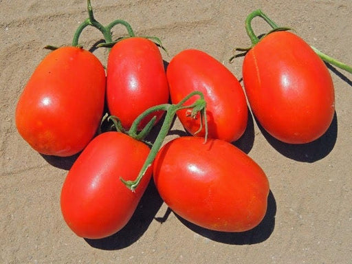 - BoxGardenSeedsLLC - Rio Grande, Tomato, - Tomatoes,Tomatillos - Seeds