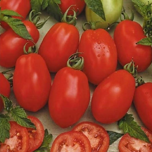 - BoxGardenSeedsLLC - Rio Grande, Tomato, - Tomatoes,Tomatillos - Seeds