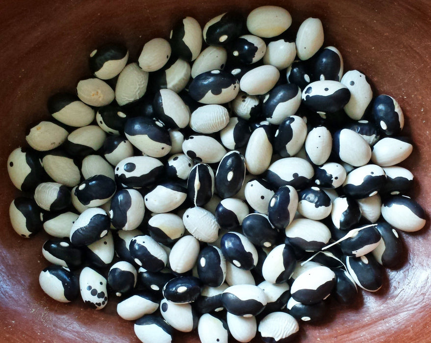 - BoxGardenSeedsLLC - Calypso, Dry Bush Beans, - Beans / Dry Beans - Seeds