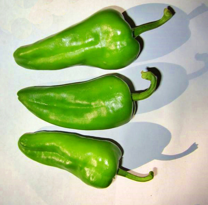 - BoxGardenSeedsLLC - Padron Hot Pepper - Peppers,Eggplants - Seeds
