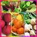 - BoxGardenSeedsLLC - Three Color Detroit Beet, - Beets,Turnips,Parsnips - Seeds