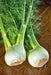 - BoxGardenSeedsLLC - Florence, Fennel Herb, - Gourmet/Native Greens - Seeds