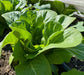 - BoxGardenSeedsLLC - Dark Green Cos, Romaine Lettuce, - Lettuce - Seeds