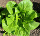 - BoxGardenSeedsLLC - Dark Green Cos, Romaine Lettuce, - Lettuce - Seeds