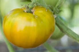 - BoxGardenSeedsLLC - Cherokee Green, Tomato, - Tomatoes,Tomatillos - Seeds