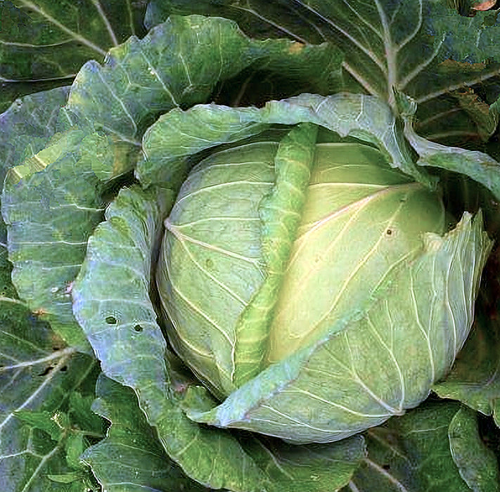 - BoxGardenSeedsLLC - Glory of Enkhuizen Cabbage - Cabbage, Kale - Seeds