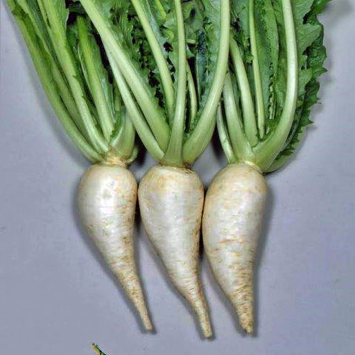 - BoxGardenSeedsLLC - Sugukina Turnip - Beets,Turnips,Parsnips - Seeds
