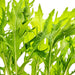 - BoxGardenSeedsLLC - Mizuna Lime Streaks, Mustard, - Gourmet/Native Greens - Seeds