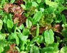 - BoxGardenSeedsLLC - Heirloom Cutting Mix, Lettuce, - Lettuce - Seeds