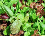 - BoxGardenSeedsLLC - Heirloom Cutting Mix, Lettuce, - Lettuce - Seeds