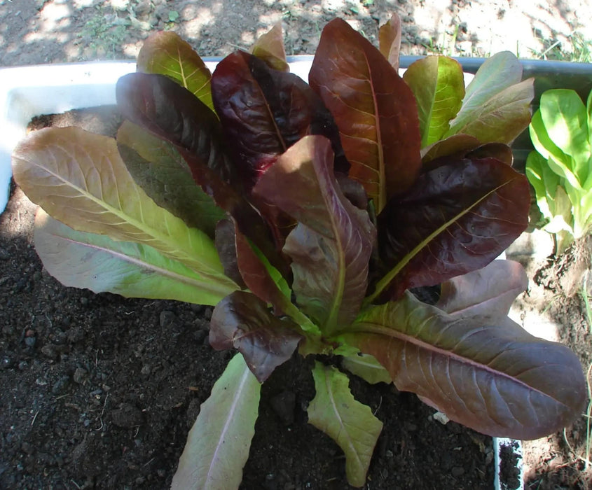 - BoxGardenSeedsLLC - Tricolor Romaine Blend, Lettuce, - Lettuce - Seeds