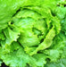 - BoxGardenSeedsLLC - Webbs Wonderful Crisphead, Lettuce, - Lettuce - Seeds