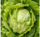 - BoxGardenSeedsLLC - Webbs Wonderful Crisphead, Lettuce, - Lettuce - Seeds