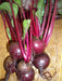 - BoxGardenSeedsLLC - Green Top Bunching, Beets, - Beets,Turnips,Parsnips - Seeds