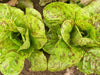 - BoxGardenSeedsLLC - Forellenschluss Romaine, Lettuce, - Lettuce - Seeds
