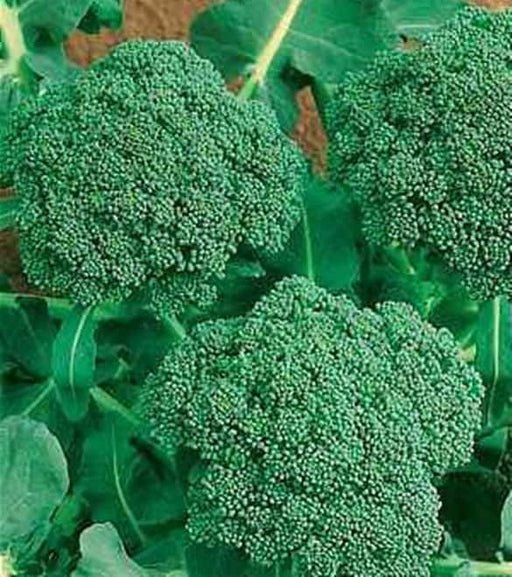 - BoxGardenSeedsLLC - Broccoli, Green Calabrese, - Broccoli,Cauliflower - Seeds