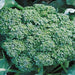 - BoxGardenSeedsLLC - Broccoli, Green Calabrese, - Broccoli,Cauliflower - Seeds
