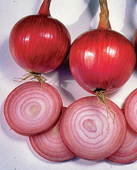 - BoxGardenSeedsLLC - Ruby Red, Onion, - Onions,Leeks - Seeds