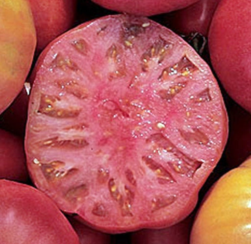 - BoxGardenSeedsLLC - Mortgage Lifter, Tomato, - Tomatoes,Tomatillos - Seeds