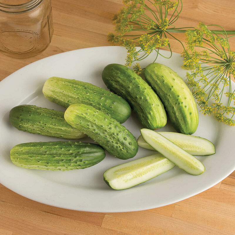 Cool Customer Cucumber – Organic Heirloom Pickling Seeds