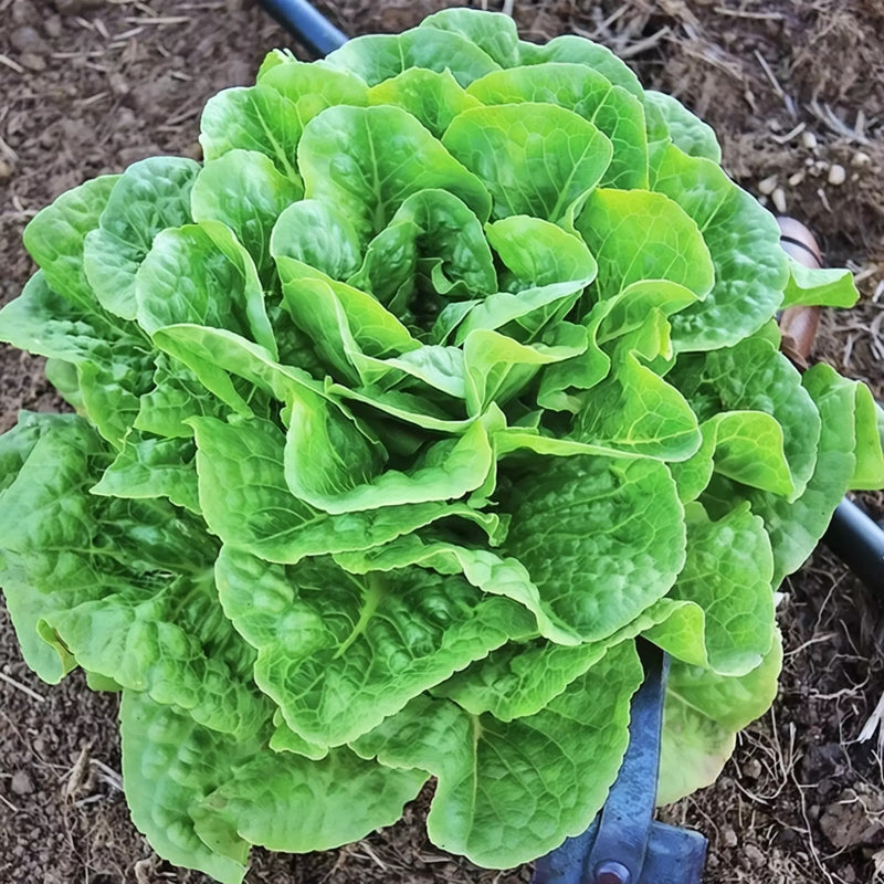 A close-up view of a large, fresh head of lettuce growing in a garden.