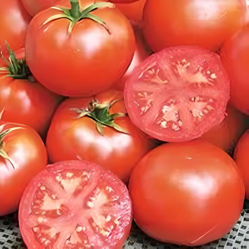 Bonny Best Tomato