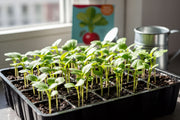 Confetti Mix Radish — Robust Seedling Tray