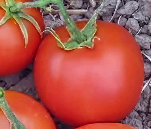 Thessaloniki Tomato