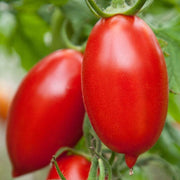 A close-up image of ripe, red tomatoes growing on a plant with green leaves.