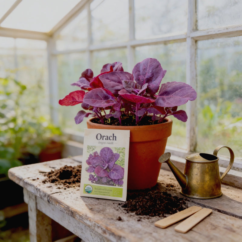 A potted plant with purple leaves sits on a wooden table, accompanied by a watering can and a packet of seeds labeled "Orach".