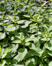 Stinging Nettle Seeds – Heirloom Perennial Herb | Culinary & Medicinal Benefits