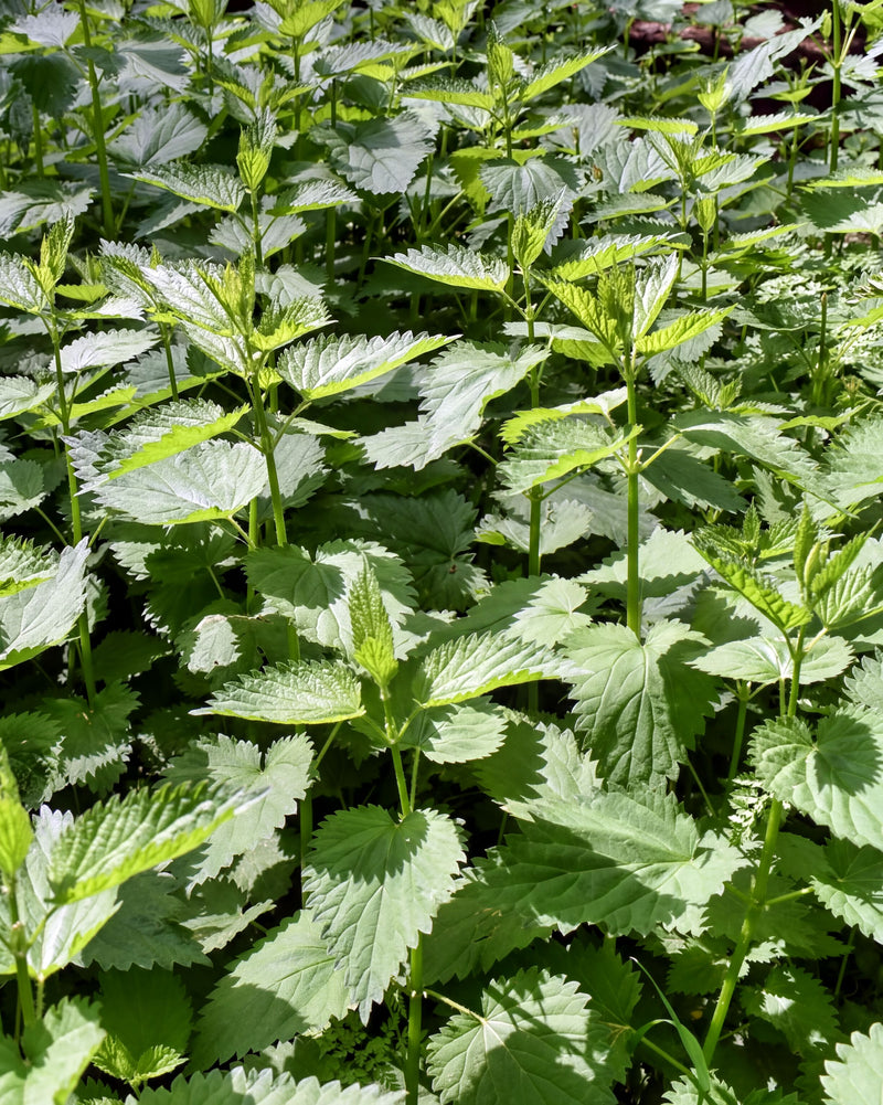 Stinging Nettle Seeds – Heirloom Perennial Herb | Culinary & Medicinal Benefits