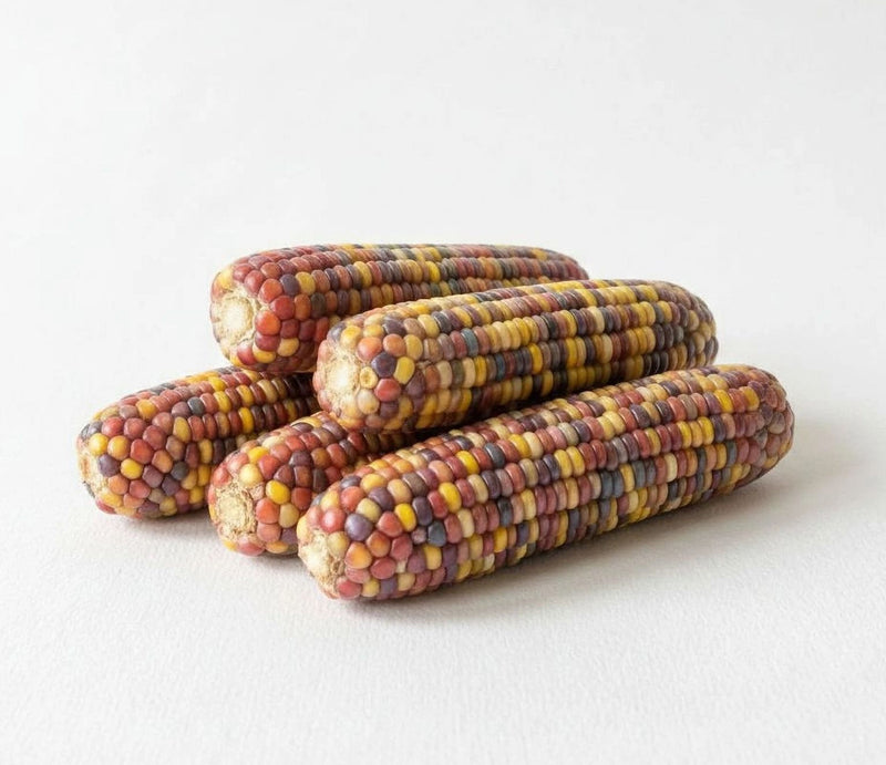 A group of four colorful corn cobs on a white background.