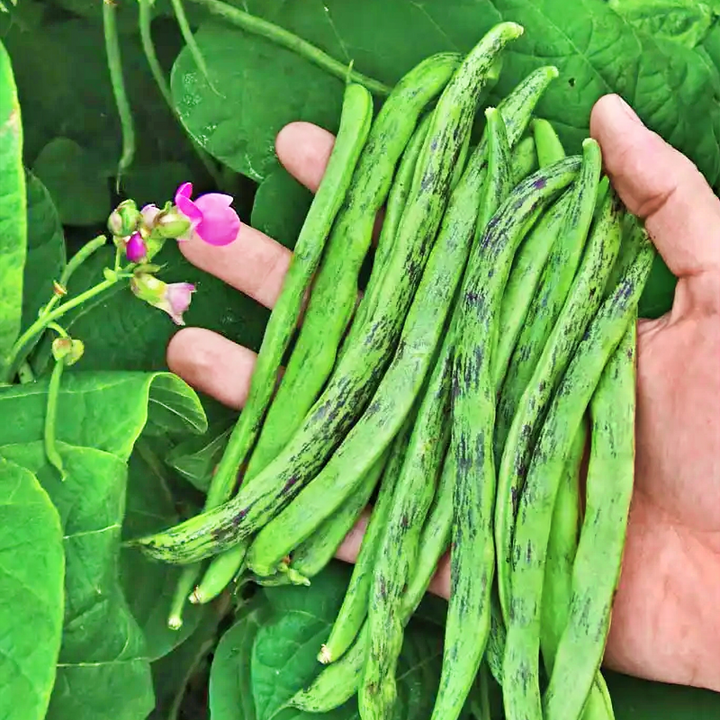 A hand holding a bunch of green beans with purple flowers in the background.