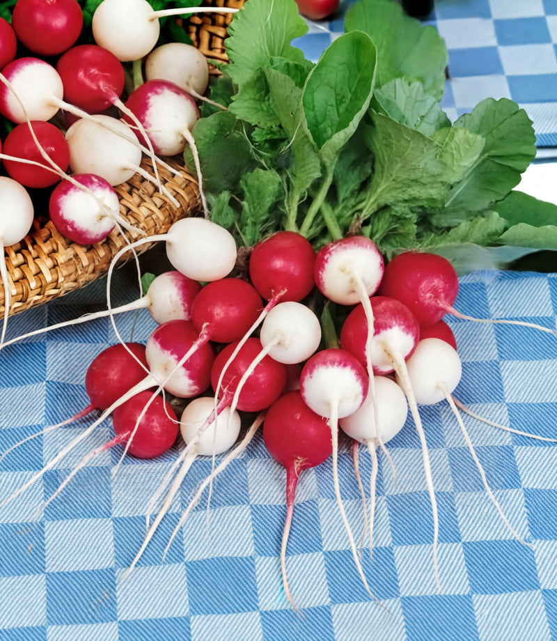 A bunch of red and white radishes with green leaves, arranged on a blue and white checkered tablecloth.
