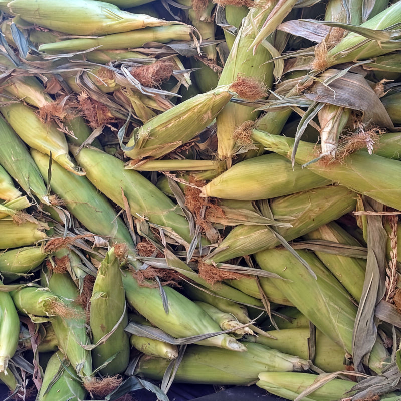 Double Standard Sweet Corn – Early Maturing Bicolor Open Pollinated Seeds