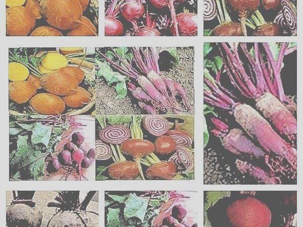 Heirloom Beets, Seed Collection - BoxGardenSeedsLLC - Beet,Turnips,Parsnips - Seeds - USA Seller, Thank you for shopping here today, Naturally Grown GMO Free Seeds, Heirloom Open Pollinated Seeds, Fresh Top Quality Premium Seeds