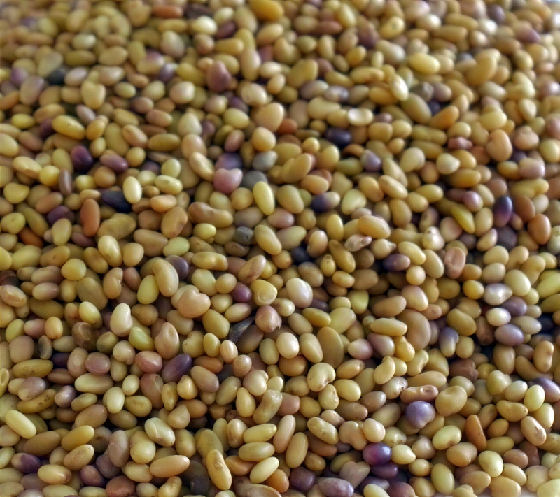 Red Clover Seeds - Organic Culinary & Medicinal Herbs | Heirloom Garden Packet