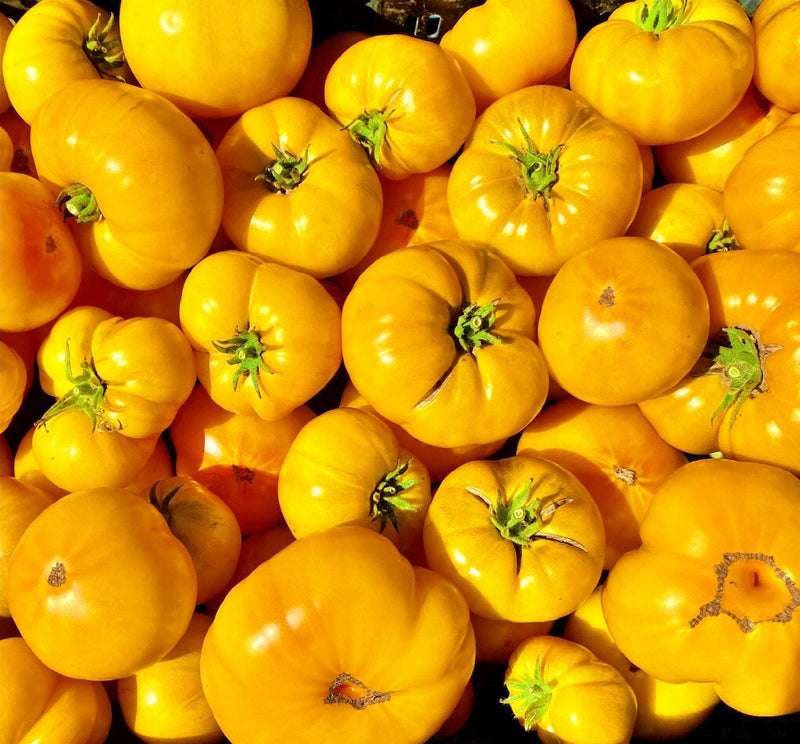 Azoychka Tomato