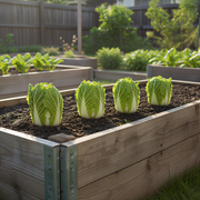 A raised garden bed filled with freshly planted lettuce and cabbage plants, with a wooden frame surrounding the bed.