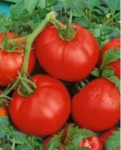 Ace 55 Tomato