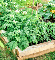 Cherry Roma Tomato