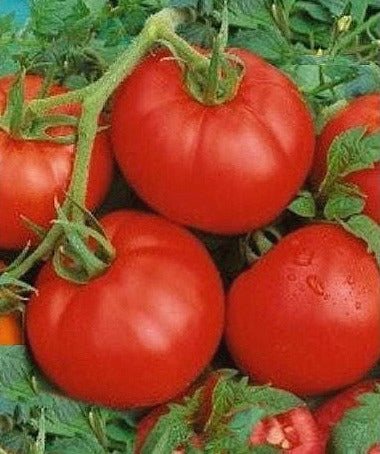 A close-up image of several ripe, red tomatoes growing on a plant with green leaves.