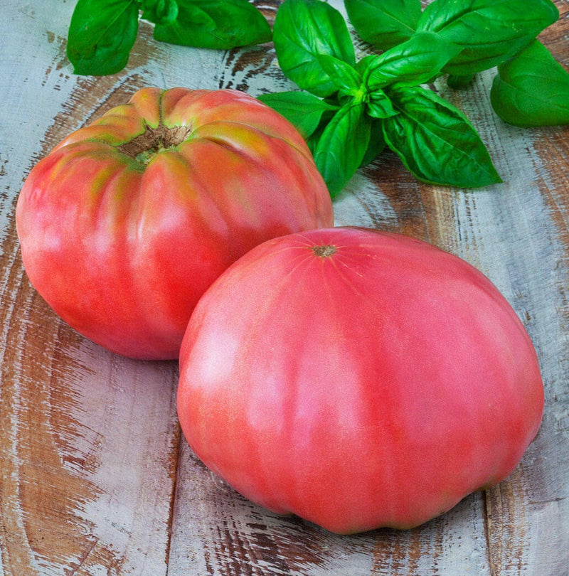 Pink Beefsteak Tomato