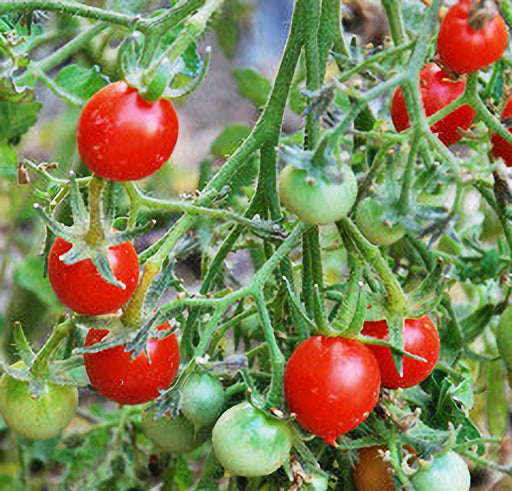 A close-up view of a tomato plant with ripe red tomatoes growing on the branches.