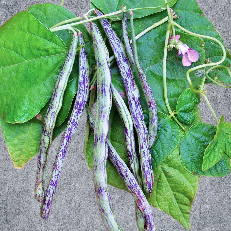 a close-up view of purple and green beans growing on a plant, surrounded by large green leaves.