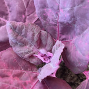 A close-up view of vibrant purple leaves with a delicate pink flower at the center, set against a dark background.