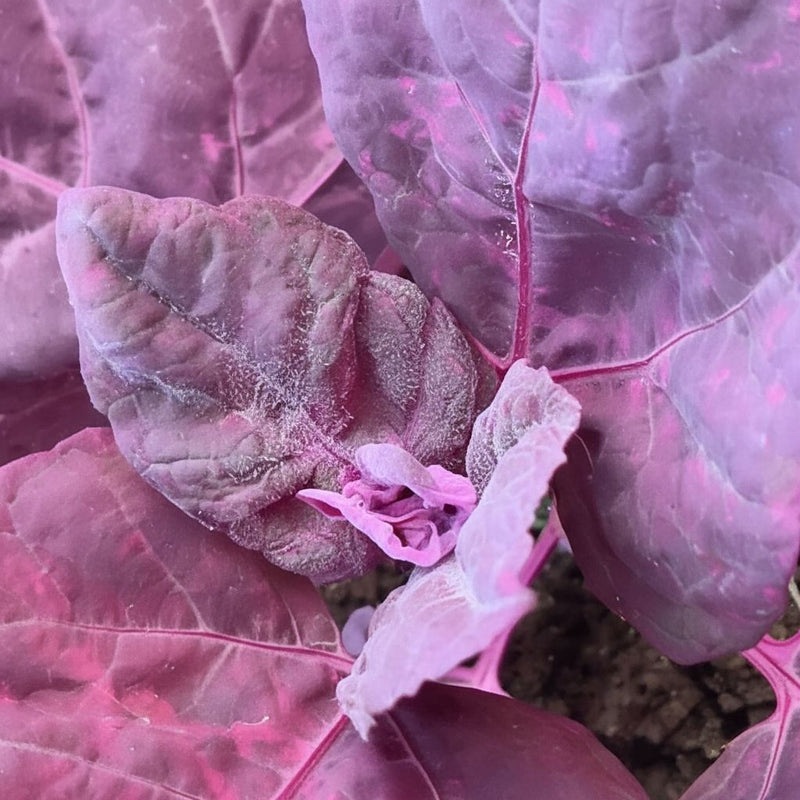 A close-up view of vibrant purple leaves with a delicate pink flower at the center, set against a dark background.